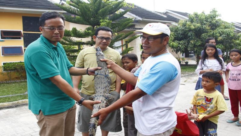 Buaya Berkeliaran di Parit Perumahan