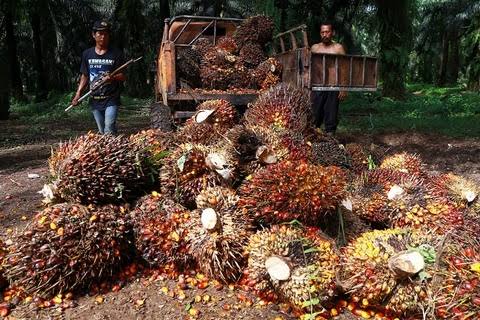 Harga Kelapa Sawit Mitra Plasma Juga Naik Minggu Ini