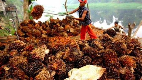 Pekan Ini, Harga Sawit di Riau Semakin Anjlok