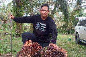 Harga Kelapa Sawit Mitra Swadaya Naik Lagi, Petani Full Senyum