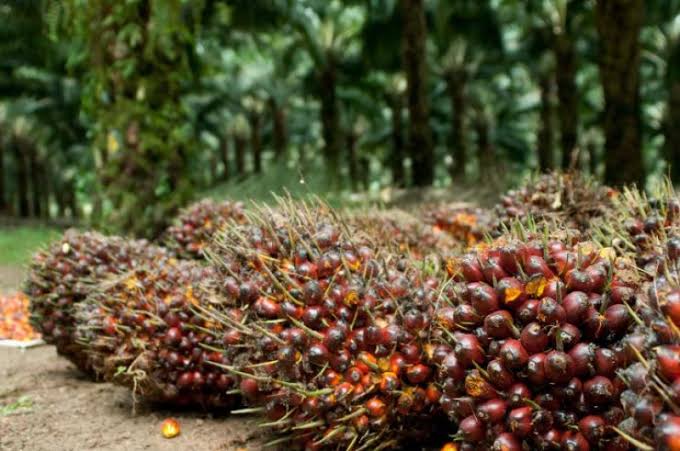 Harga TBS Naik, Petani Kelapa Sawit Mitra Swadaya Senyum-senyum