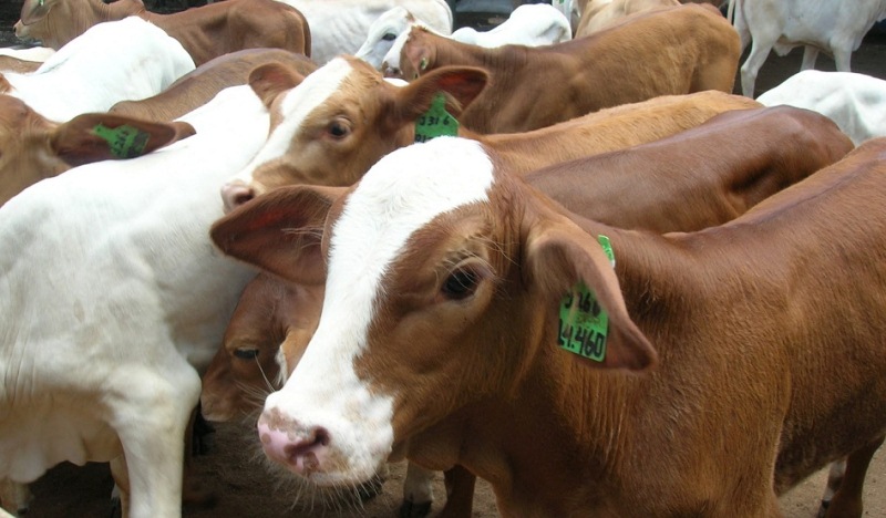 Dinas Peternakan Prov. Riau Wajibkan 56.208 Ekor Indukan Sapi Bunting