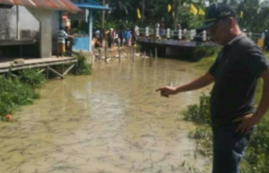 VIDEO: Ribuan Hewan Aneh Muncul di Sungai Kalimantan Barat