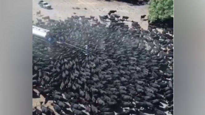 Kehausan, Ratusan Sapi Kerubuti Truk Air, Ini Videonya...
