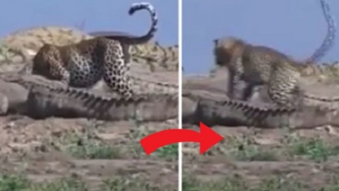 Video Macan Tutul Nekat Curi Makanan dari Kawanan Buaya