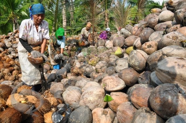 Komisi II Jadwal Panggil Disbun, Terkait Harga Kelapa