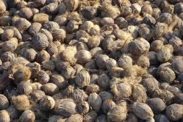 Pinang Kering Riau Alami Kenaikan Harga