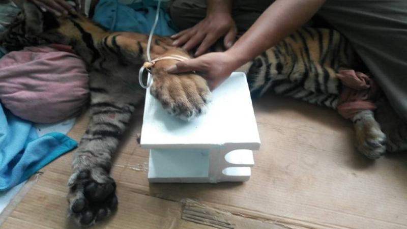 Anak Harimau Ditemukan Warga Dengan Kondisi Tergeletak Lemas