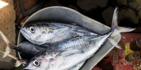 Ikan Kembung Ternyata Memiliki Nutrisi Lebih Tinggi Daripada Ikan Salmon