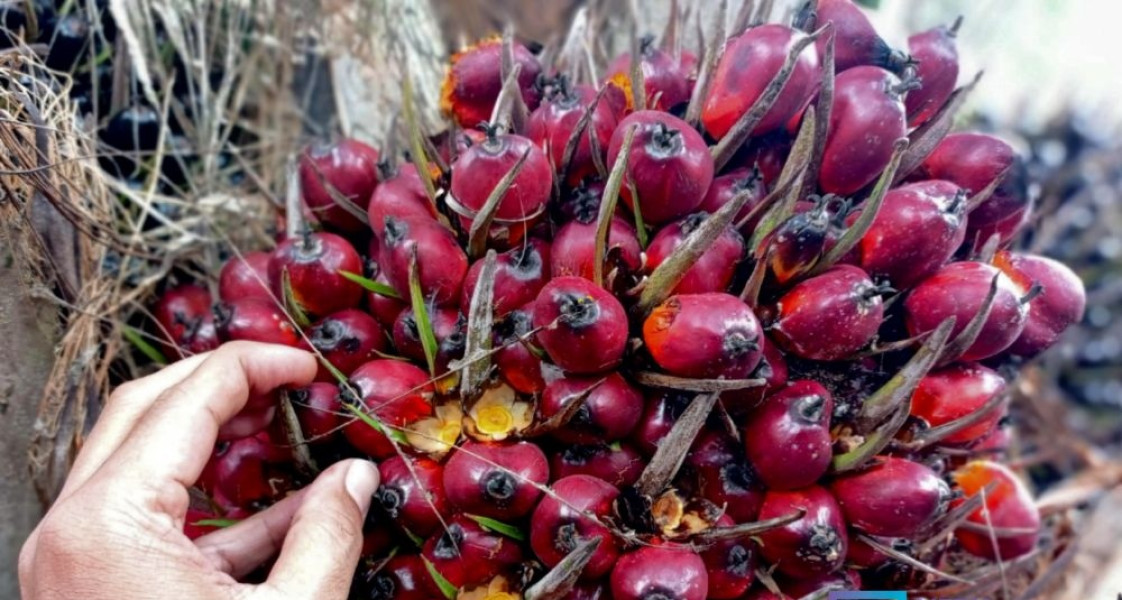 Harga Kelapa Sawit Mitra Plasma di Riau Naik Minggu Ini