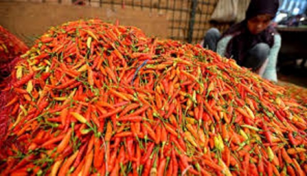 HUT RI, Harga Cabai Hampir Rp100 Ribu per Kilogram