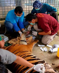 Inung Rio, Harimau Korban Jeratan di Pelalawan Terinfeksi Cukup Parah