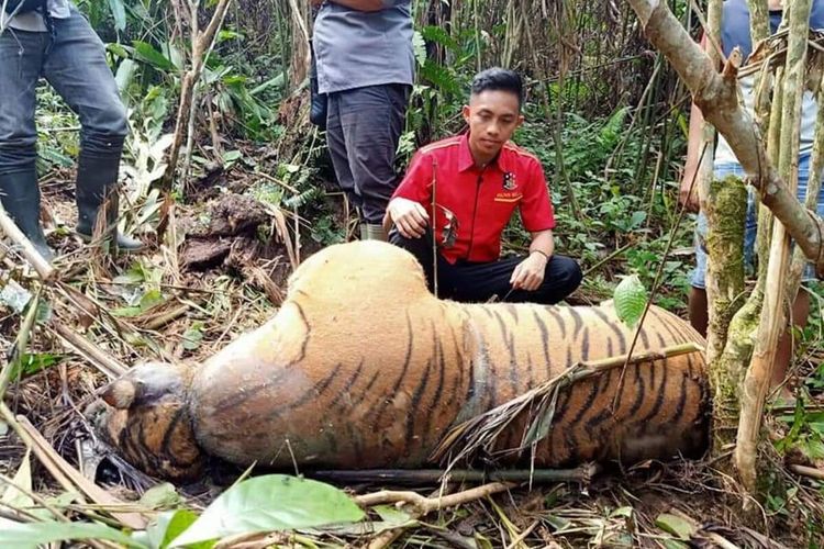 Terjerat Kawat, Seekor Harimau Sumatera Ditemukan Mati