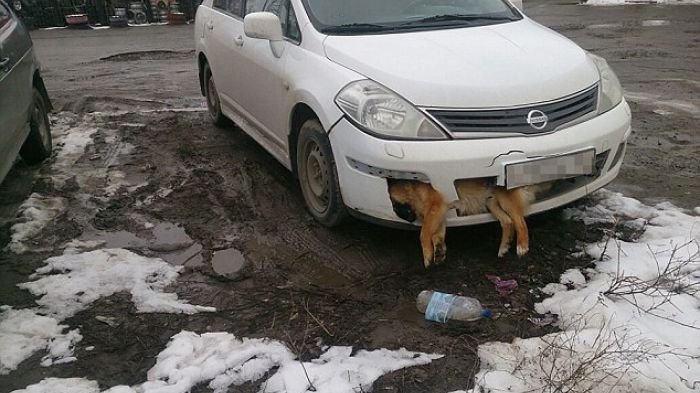 Tak Sadar, Berhari-hari Mayat Anjing ini Berada Depan Mobil Dokter ini