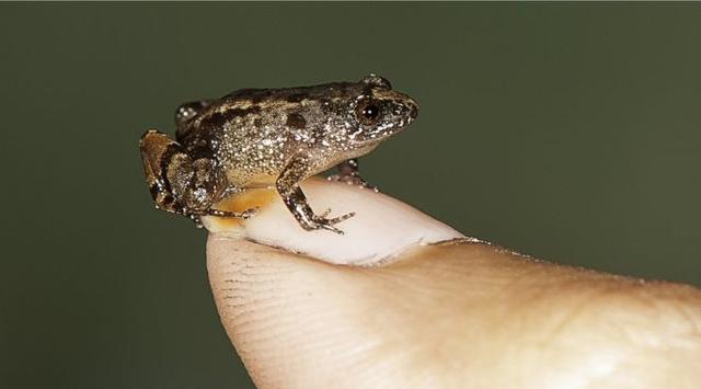 Di India Ditemukan Katak Mini Seukuran Kuku