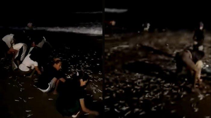 Ribuan Ikan Terdampar di Pantai, Netizen: Seperti Sebelum Tsunami Aceh!