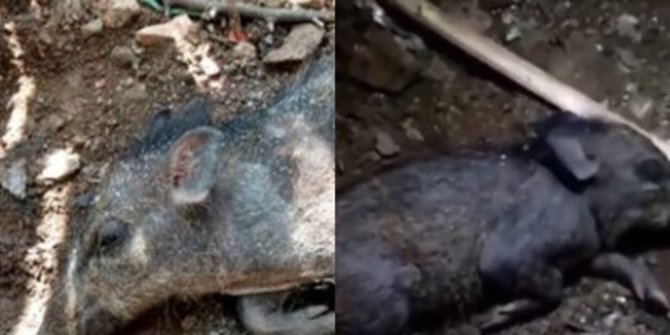 Ini Penampakan Babi Ngepet yang Viral di Depok, Ditangkap Pakai Sorban Hijau & Sapu Lidi