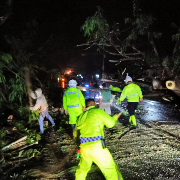 Pohon Tumbang , Sat Lantas Polres Sergai Turun Mengevakuasi dan Atur Lalulintas