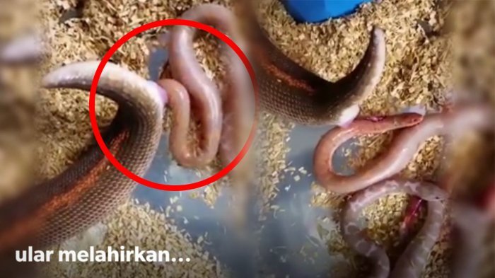 Bukannya Bertelur, Ular Ini Justru Terlihat Melahirkan