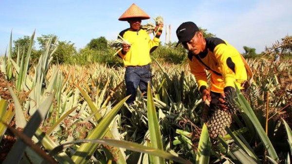 Kelompok Tani di Meranti Bikin Petisi, Mereka Was-was Kelola Lahan Gambut