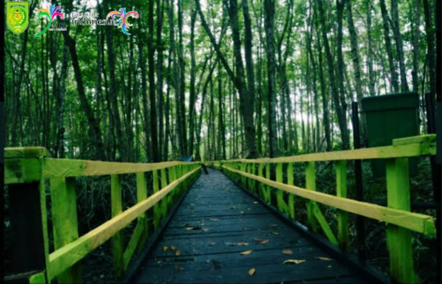 Hutan Mangrove Raksasa Pulau Cawan Tersohor Hingga ke Luar Negeri