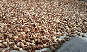 Turun, Harga Pinang Kering di Riau Dihargai Rp5.500 per Kg