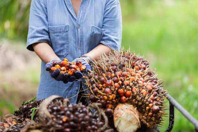 Harga Kelapa Sawit Mitra Plasma Juga Ikut Naik Minggu Ini