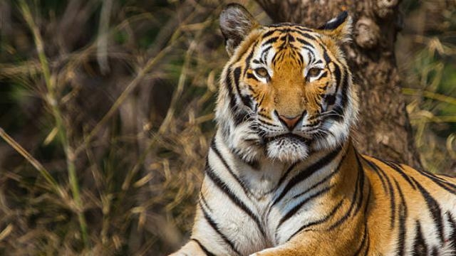 Pancing Harimau Pemangsa Manusia, Polisi Gunakan Parfum