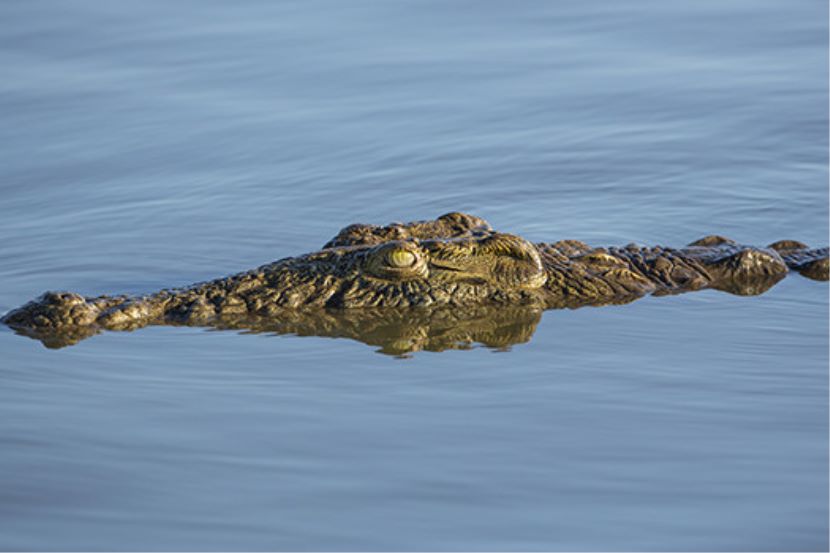 Pemancing ini Tangkap Buaya yang Awalnya Dikira Sekor Biawak