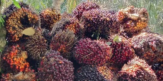 Harga Kelapa Sawit Mitra Swadaya Riau Naik Minggu Ini