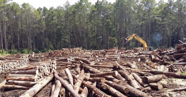 Karena Perambahan, Kawasan TNTN Pelalawan Akan Direvitalisasi