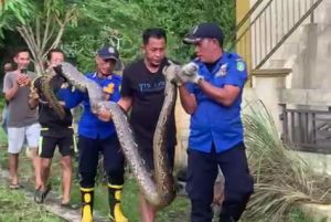 Bikin Merinding, Ular Piton Makan Kambing di Parit Rumah Warga Meranti