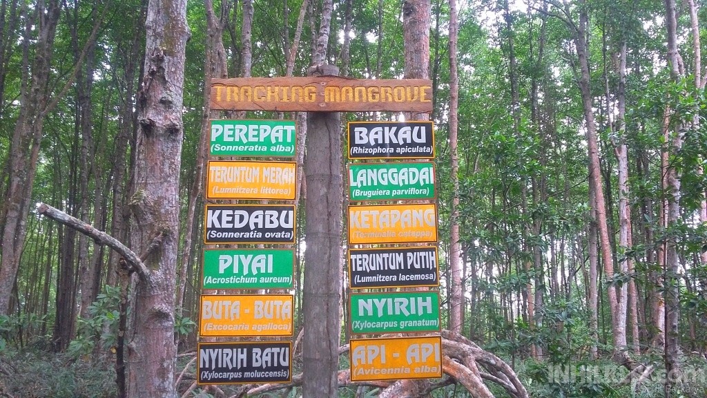 Hutan Mangrove Pantai Solop