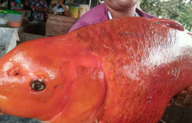 10 Cerita Mistis Danau Toba, dari Ikan Mas Raksasa sampai Hantu Pencabut Nyawa