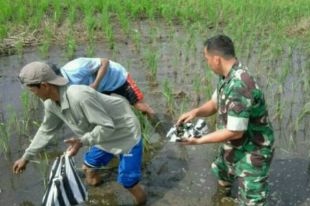 Siput Murbei Serang Padi Di Sungai Batang, Petani Terancam Gagal Panen