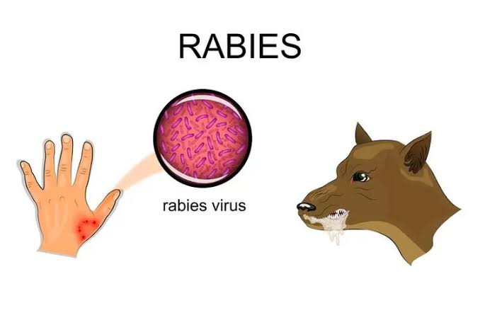 Kadinkes Inhil Ajak Masyarakat Kenali Gejala dan Penanganan Pertama Kasus Rabies