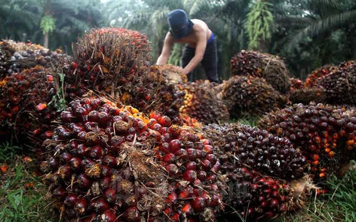 Berikut Daftar Harga Kelapa Sawit Petani Mitra Swadaya di Riau