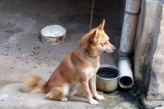 Kisah Anjing Korban Pembunuhan Satu Keluarga yang Murung dan Menangis