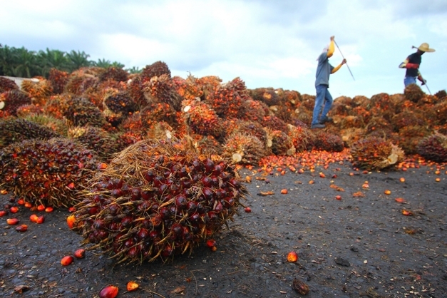 Harga Sawit Pekan Ini