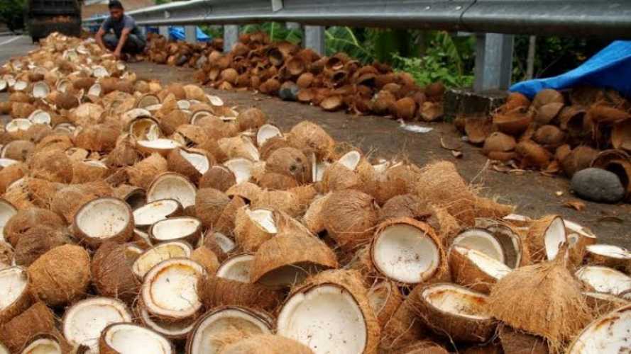 Disdagtri Ajak Petani Olah Turunan Kelapa Jadi Kopra