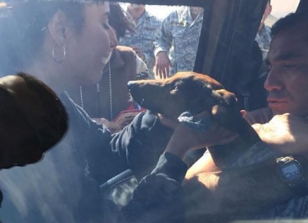 Anjing Bertahan 6 Hari di Gurun Terkering di Bumi Setelah Jatuh dari Pesawat