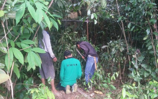 Jebakan Kosong, Perburuan Beruang Maut di Kampar Kiri Belum Berhasil