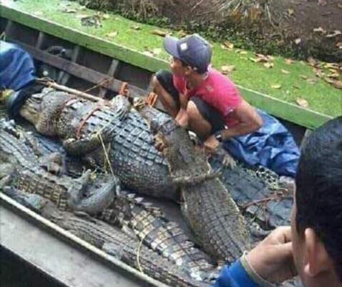 Misteri Ratusan Buaya Raksasa Penyerang Manusia di Teluk Belengkong, Katanya Berasal dari...
