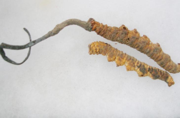 Jamur Ulat Yarsa Gumba Lebih Mahal dari Emas, Ini Penjelasannya