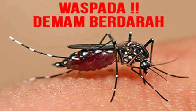 Kasus DBD di Pekanbaru Tiap Pekan Terus Meningkat