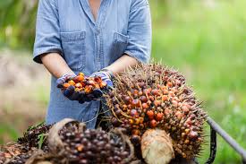 Cek Harga TBS Kelapa Sawit Mitra Swadaya, Ini Daftarnya