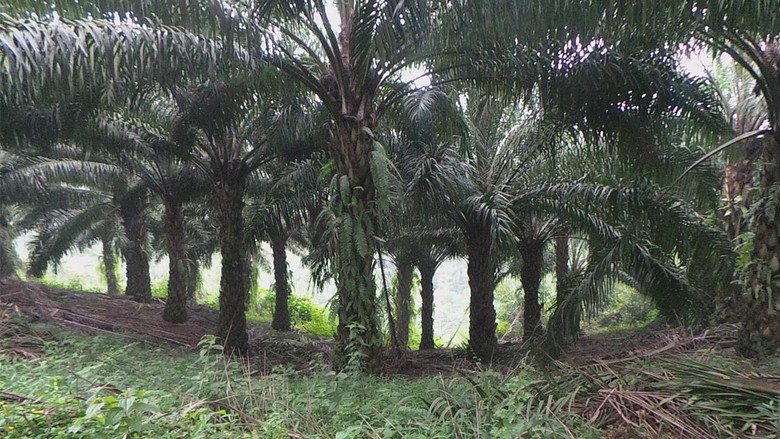 Pansus: 513 Perusahaan Perkebunan Sawit di Riau Menyalahi Izin