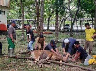 Dibandingkan Tahun Lalu, Jumlah Hewan Kurban di Siak Diperkirakan Turun Drastis