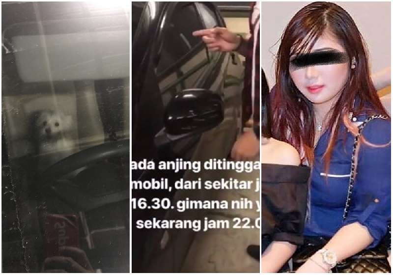 Anjing Ini Dikurung 8 Jam di Mobil. Ini Kronologi Lengkap dan Kicauan Netizen #SelamatkanValent