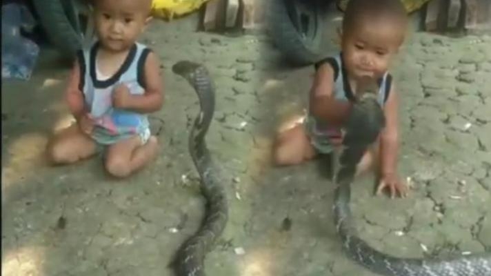 Balita ini Dibiarkan Bermain dengan Ular Kobra, Tak Menyerang Meski Dipukul-Pukul